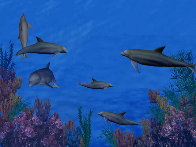 Dolphin reef